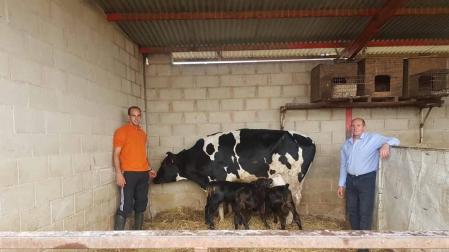 La vaca de Quesos Miguelito pare trillizos