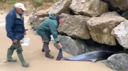 Hallan 17 delfines varados en Cantabria, 14 de ellos muertos