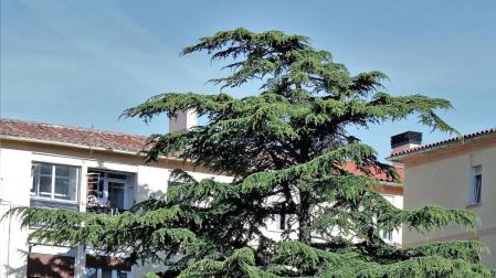 El pino que 'entorpece' a los vecinos de Blas de la Serna, en la Milagrosa