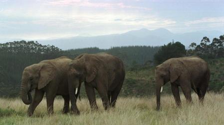 La supervivencia del elefante en &Aacute;frica est&aacute; en grave riesgo