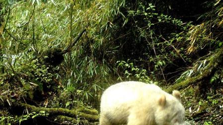 Un raro ejemplar de oso panda albino es avistado en China