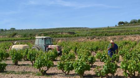 El Paisaje del Viñedo DO Rioja no será Patrimonio de la Humanidad