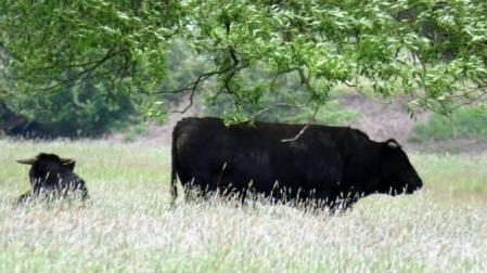 Polonia 'indulta' a 180 vacas que pastaban en libertad desde hace años