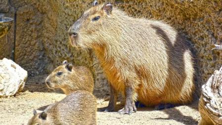 Nacen dos capibaras en Terra Natura, una especie amanezada debido a la caza