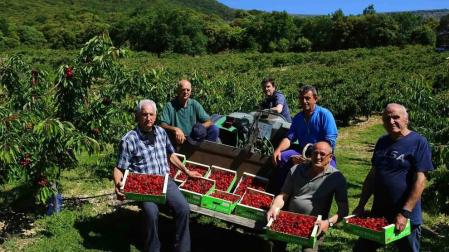 Etxauri presume de su cereza en una campaña que dejará 300.000 kilos