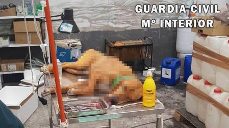 Un perro, tras ser intervenido en la clínica veterinaria clandestina en la Ultzama.