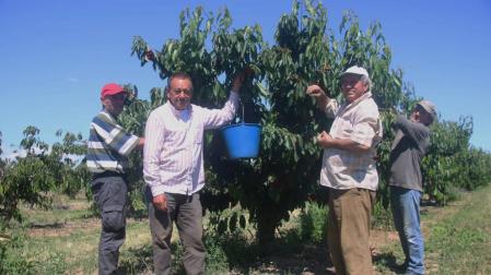 La ausencia de lluvia mejora la producción de cereza de Milagro