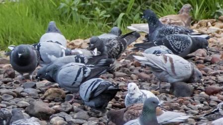 La captura de 1.000 palomas no acaba con el exceso de población