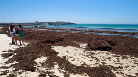 Una alga invasora se convierte en una pesadilla en Cádiz y Ceuta