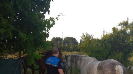 Retirados dos caballos de la vía pública en San Jorge