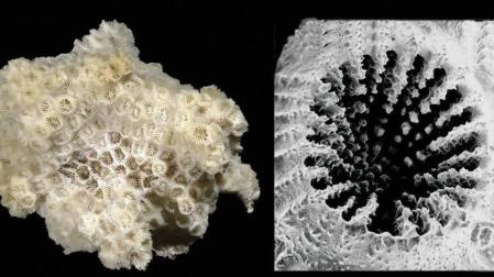 Imagen del Coral Astrangia.
