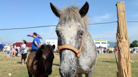 Una parcela municipal en el polígono de Agustinos ha vuelto a acoger la feria el 7 de julio, desde las 7 y hasta las 15 horas. 56 ganaderos han participado en la edición de 2018 de la feria de ganado equino de San Fermín con la presencia de más de 500 animales.