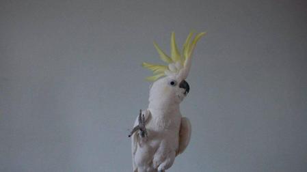 La cacatúa Snowball se ha hecho famosa en redes sociales por sus curiosos bailes