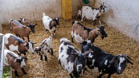 Varias cabras, en un corral.