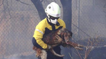 Un bombero evacúa a uno de los dos perros que sufrieron quemaduras.