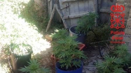 Descubre una plantación de marihuana al comprobar los daños de la riada en su casa