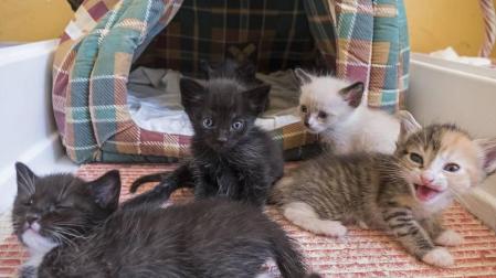 Los gatos desbordan a Egapeludos y a otras protectoras de Navarra
