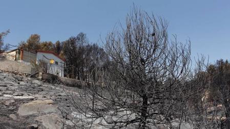 El incendio declarado en el término municipal alicantino de Beneixama ha quedado estabilizado tras quemar entre 850 y 900 hectáreas.