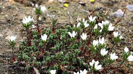 'Arenaria vitoriana', una especie navarra en peligro