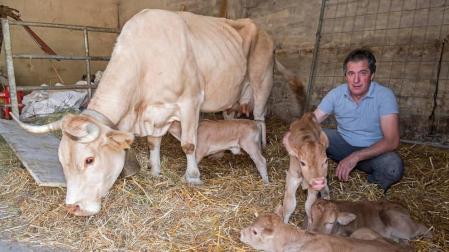 El insólito parto de una vaca en Lezaun