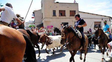 Larraga homenajeará a la vaca brava el domingo 28