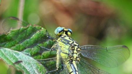 La libélula 'Gromphus graslinii', una especie navarra en peligro