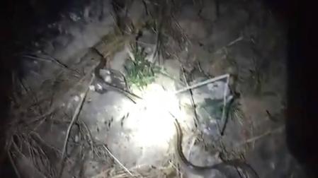 Captura del vídeo de la suelta de la culebra.