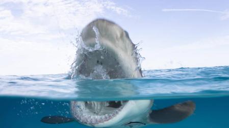 Rob Rigle convive con tiburones en la 'Shark Week' de Discovery Channel