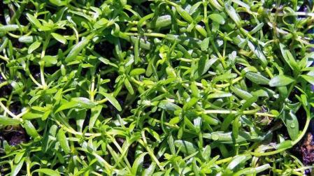 La planta acuática o 'Callitriche palustris', una especie navarra en peligro