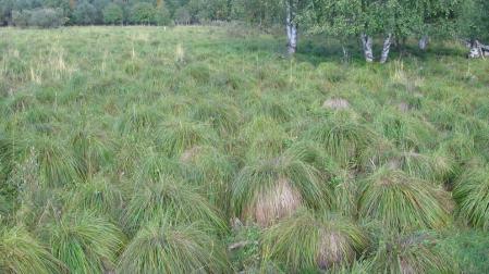 'Carex cespitosa', una especie navarra en peligro