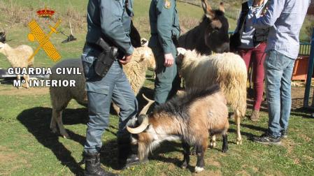 Recuperadas en Navarra tres cabras robadas durante los incendios de Portugal de 2017