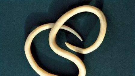 Los animales más abundantes de la Tierra prefieren el norte a los trópicos