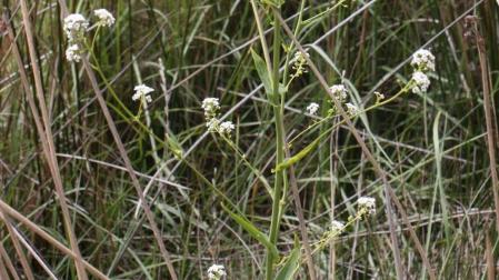 'Cochlearia glastifolia', una especie navarra en peligro