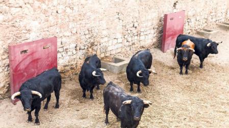 Los toros de la ganadería de La Palmosilla, en la imagen, llegaron ayer por la mañana a los corrales del encierro.