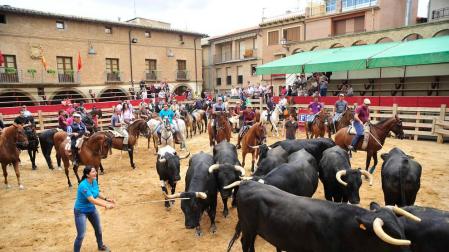 Larraga celebra la trashumancia