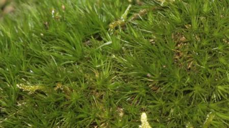 El musgo 'Dicranum viride', una especie navarra en peligro