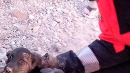 Rescatado un perro que quedó atrapado en una tubería