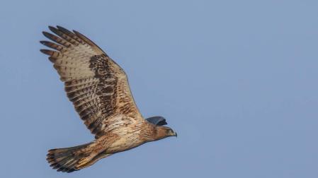 Un águila perdicera fotografiada en la Pakistán