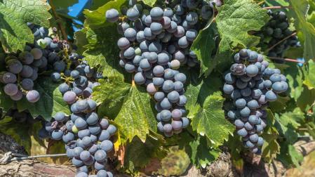 La cosecha del Rioja de 2019 apunta a ser muy buena en calidad