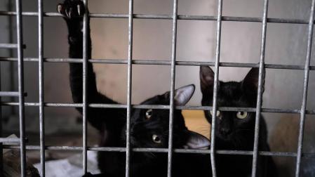 Los 'hermanos sin nombre' de la Fundación Protectora de Animales de Pamplona