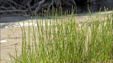 'Eleocharis austriaca', una especie navarra en peligro