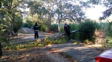 Árboles y carteles derribados por el fuerte viento esta noche en Navarra
