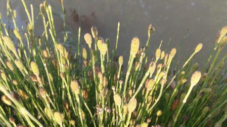 Imagen de varios ejemplares de 'Equisetum variegatum'.
