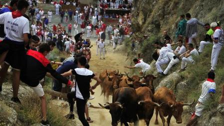 Todas las fotos del encierro del día 11 de agosto de del Pilón de Falces, una carrera que duró dos minutos y 15 segundos.