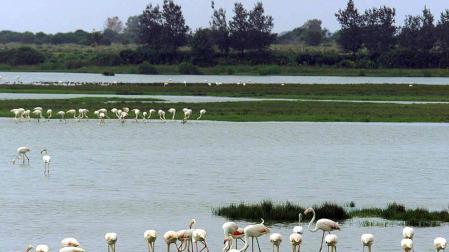 ¿Qué es el Espacio Natural de Doñana?