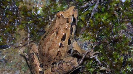 'Discoglossus jeanneae' o sapillo pintojo meridional, una especie navarra en peligro
