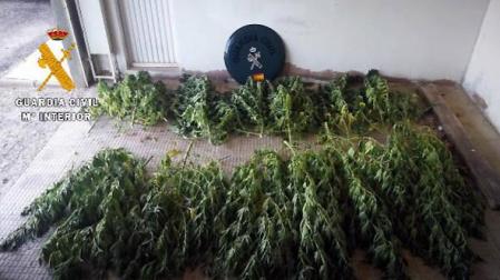 Incautan 10 plantas de marihuana sembradas en terreno público en Cintruénigo