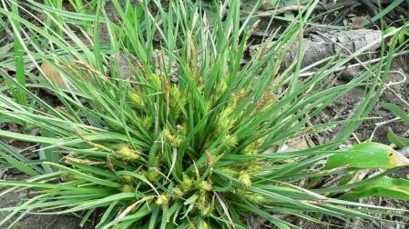 El 'Carex hordeistichos', una especie navarra en peligro