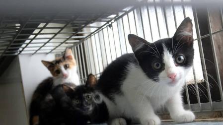 Fotos de algunos de los gatos que actualmente se encuentran en la Fundación Protectora de Animales de Pamplona, principales víctimas de la realidad del abandono y del maltrato, que generalmente se agudiza durante el mes de julio.