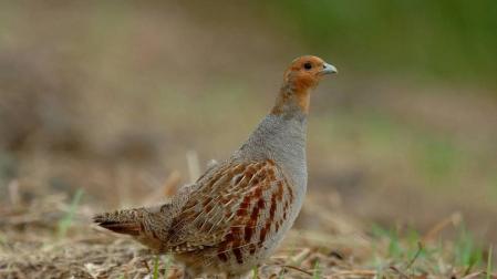 'Perdix perdix hispaniensis', la perdiz pardilla